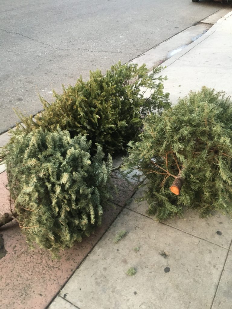 christmas trees on the curb