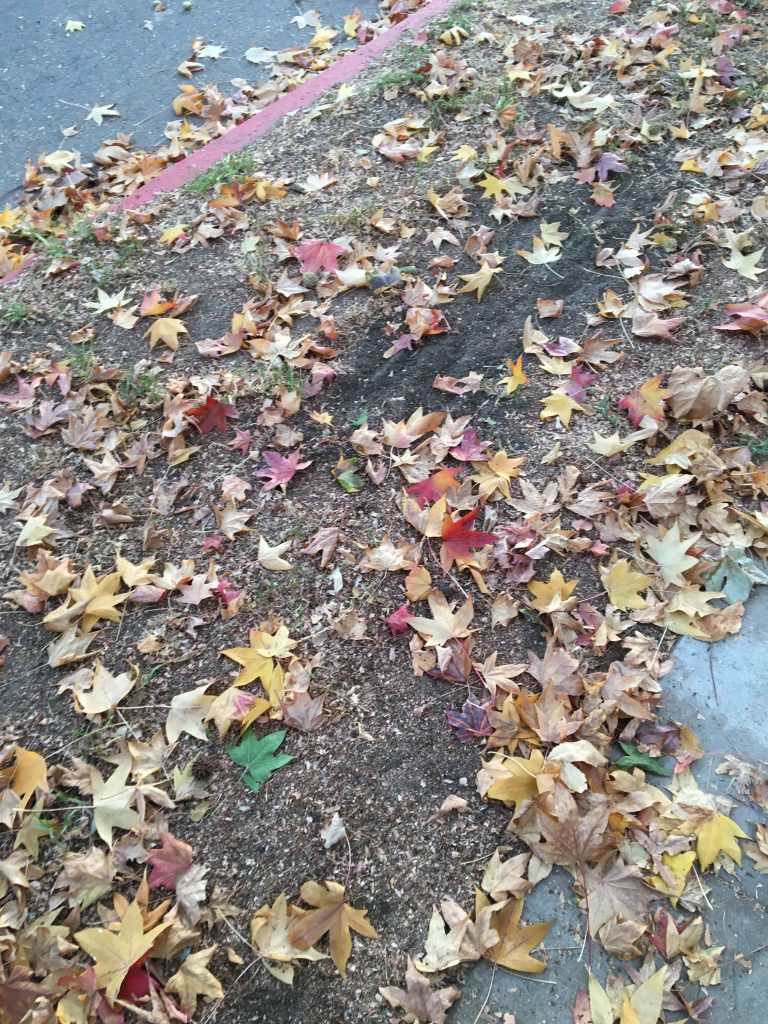fall leaves on the sidewalk