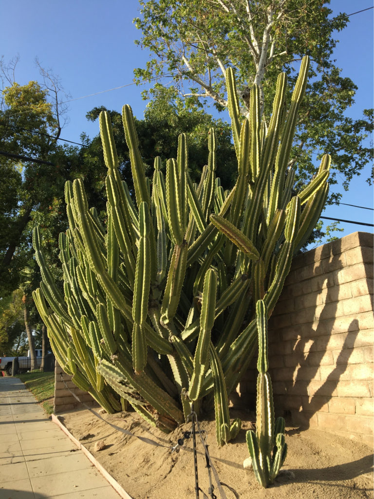 group of tall cactus